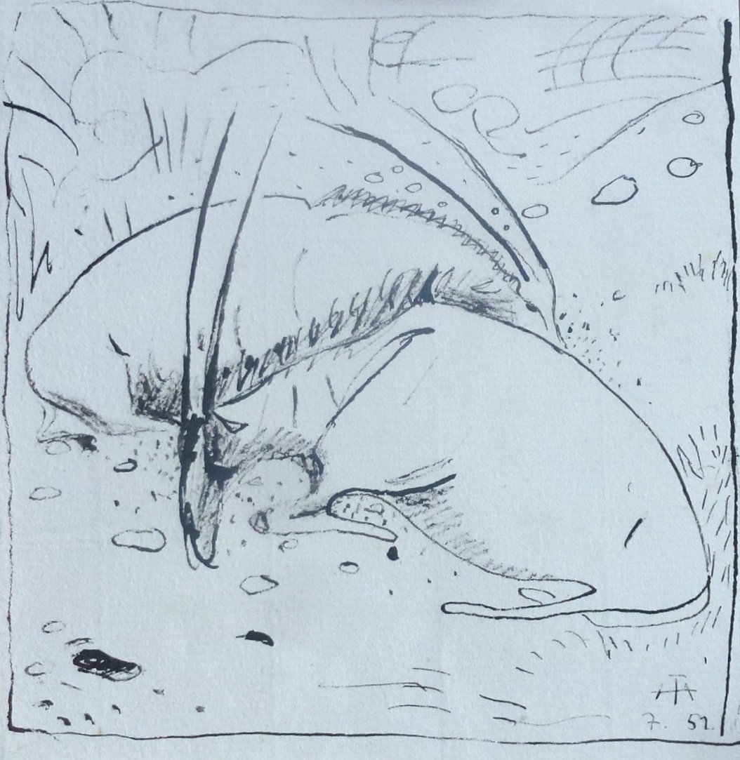 Zwei liegende Antilopenböcke – Juli 1951