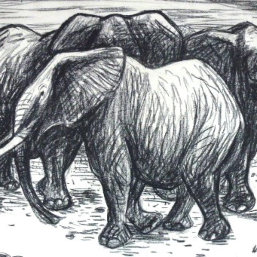 Drei Elefanten – Oktober 1960